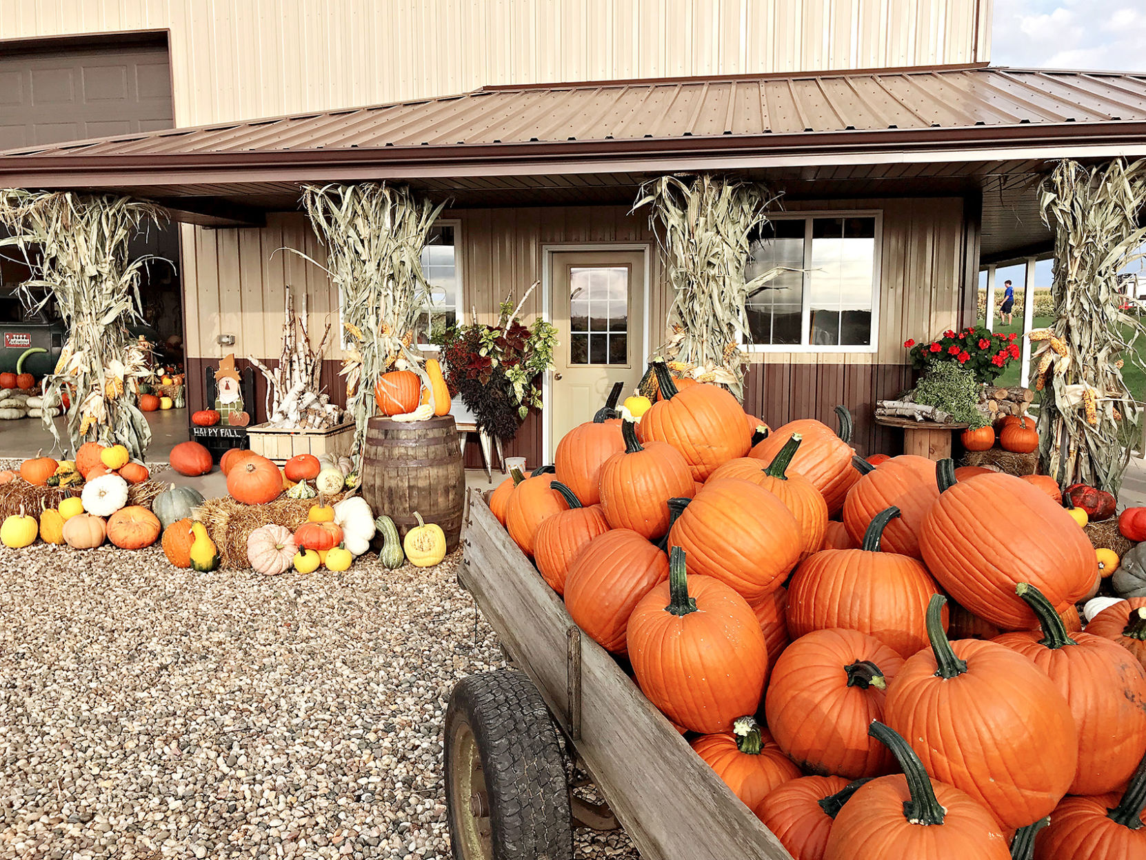 Pumpkins on Garfield 3
